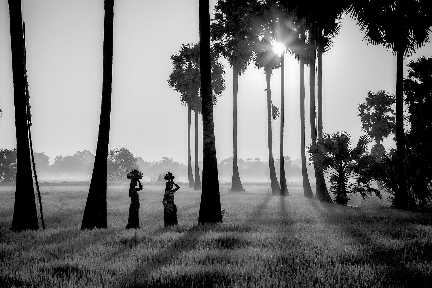 fotobehang palmbomen zwart wit natuur rijstvelden zonsondergang